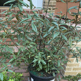 Prague Viburnum