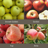 Low Chill Apple, 4 on 1 Multiple Grafted Fruit Tree
