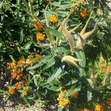 Butterfly Weed
