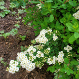 Snowmound Spirea