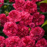 Fruit Punch® Raspberry Ruffles Dianthus