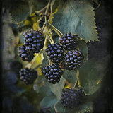 Marionberry