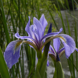 Northern Blue Flag Iris, Harlequin Blue Flag