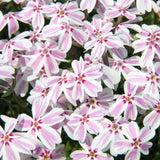 Candy Stripes Creeping Phlox