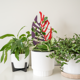 BARE™ Monstrella™ - Customizable Monstera shaped wooden plant support