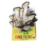 Mushasaurus - Blue Oyster Mushroom Grow Kit - 5 LBS (with box)