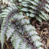 Japanese Painted Fern