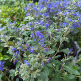 Beyond Midnight® Bluebeard