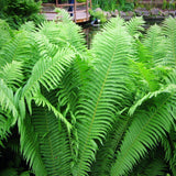 Ostrich Fern