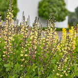 PW® Decadence® Deluxe Pink Lemonade False Indigo