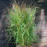 Shenandoah Switch Grass