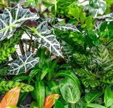 OASIS® Eleganz™ Liquid Leaf Clean, Shine and Protect