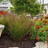 Prairie Winds® Cheyenne Sky Switch Grass