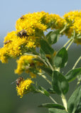 700 Oligoneuron rigidum Seeds | Stiff Goldenrod | Native Perennial Wildflower for Bees, Butterflies & Prairie Gardens