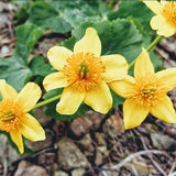 Marsh Marigold