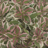 My Monet® Weigela