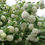 Eastern Snowball