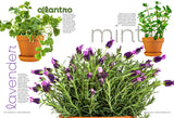 Houseplants & Indoor Gardening - Your Ultimate Guide To Happy, Healthy Plants: 60 Low-Maintenance Houseplants, Flowering Favorites, Unique Metallic Plants, Create A Vibrant, Lush Indoor Oasis & More!