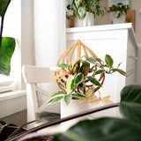 Peptrella - Plant trellis inspired by watermelon peperomia