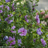 Lavender Chiffon® Rose of Sharon