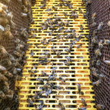 Plastic Queen Excluder