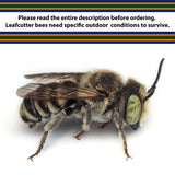 Summer Leaf Bees - (200ct) Free FedEx 2-Day Mail