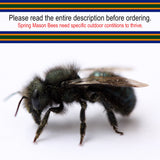 Spring Mason Bees