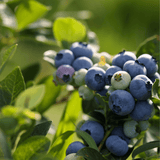 Potted Blueberry - Jelly Bean
