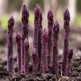 Asparagus Purple Passion Crowns (Bundle of 10)