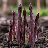 Asparagus Purple Passion Crowns (Bundle of 10)