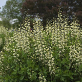 Decadence® Vanilla Cream False Indigo