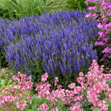 PW® Magic Show® Wizard of Ahhs Veronica