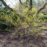 Spice Bush
