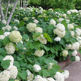 Mophead Hydrangea, Annabelle Hydrangea