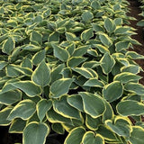 First Frost Hosta