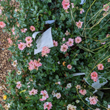 Peach Drift® Rose