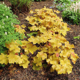 Caramel Coral Bells, Heuchera