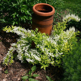 Chardonnay Pearls® Deutzia
