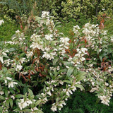 Coastal Leucothoe
