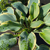 First Frost Hosta