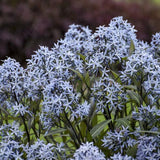 Storm Cloud Blue Star
