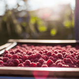 Raspberry - Red Heritage