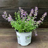 Cat's Pajamas Catmint