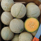 Sivan Melon Seeds (Organic)