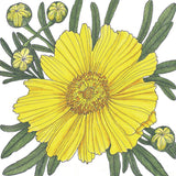 Coreopsis, Lance-Leaved (pack)