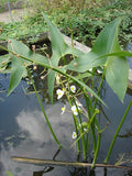 500 Sagittaria latifolia Seeds | Common Arrowhead | Native Aquatic Wildflower for Ponds, Wetlands & Pollinator Habitats