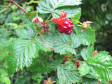 Salmonberry Root Cuttings (Rubus spectabilis), 5 Rhizomes, 4-5" Long, USDA Zones 4-9, Partial Shade