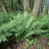 Lady Fern