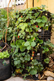 Smart Pot Milk Crate Liner