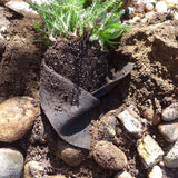 Smart Pot Transplanter